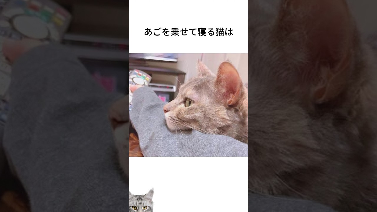 にゃんずの気持ち31・・・・#shorts,＃猫,#cat,#fyp #foryou,#雑学