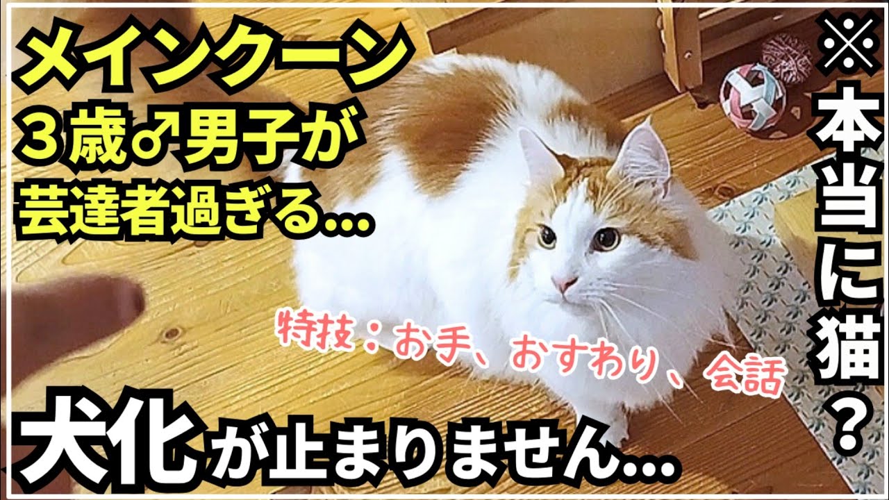 犬みたいに賢い猫メインクーン