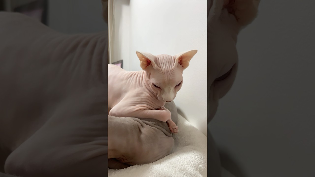くつろぎ方の癖が強い毛のない猫【スフィンクス猫】
