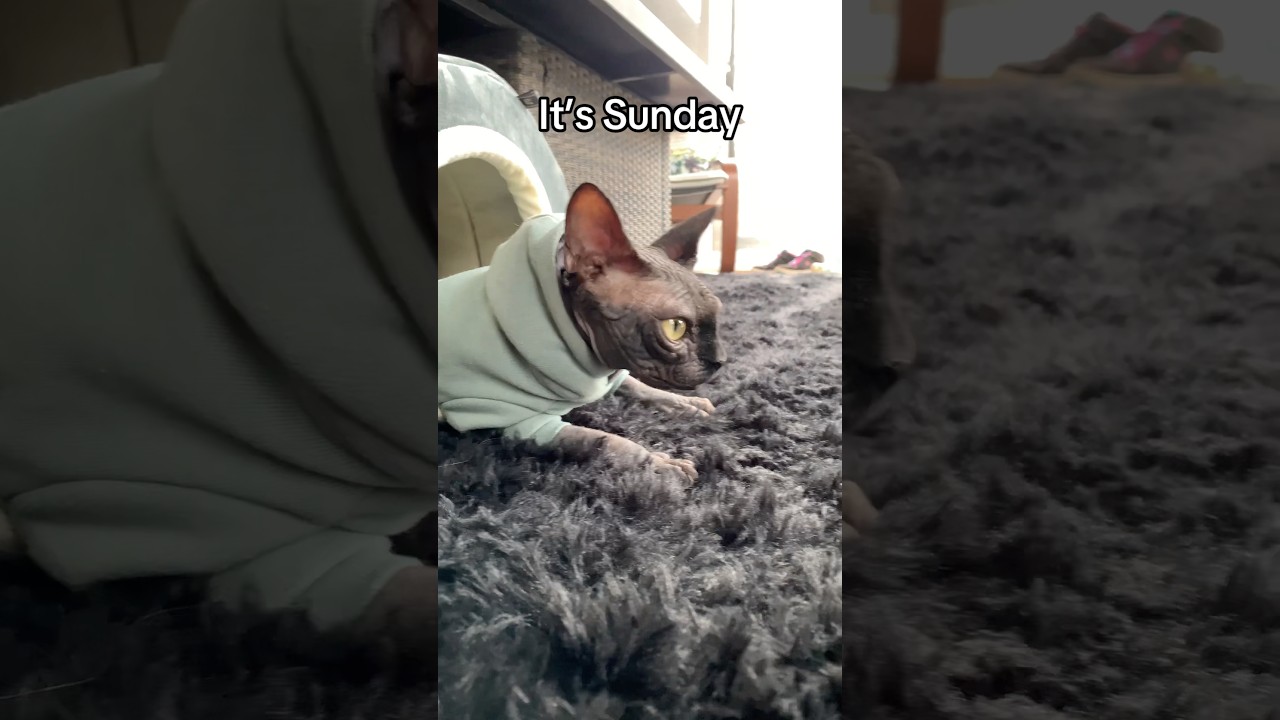 Un tapis, un chandail, une maison, ça donne un petit sphynx heureux #sphynx #hairlesscats #cat