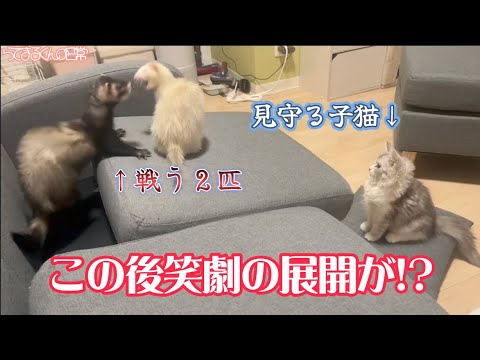 【猫とフェレット】これは笑ってしまう展開