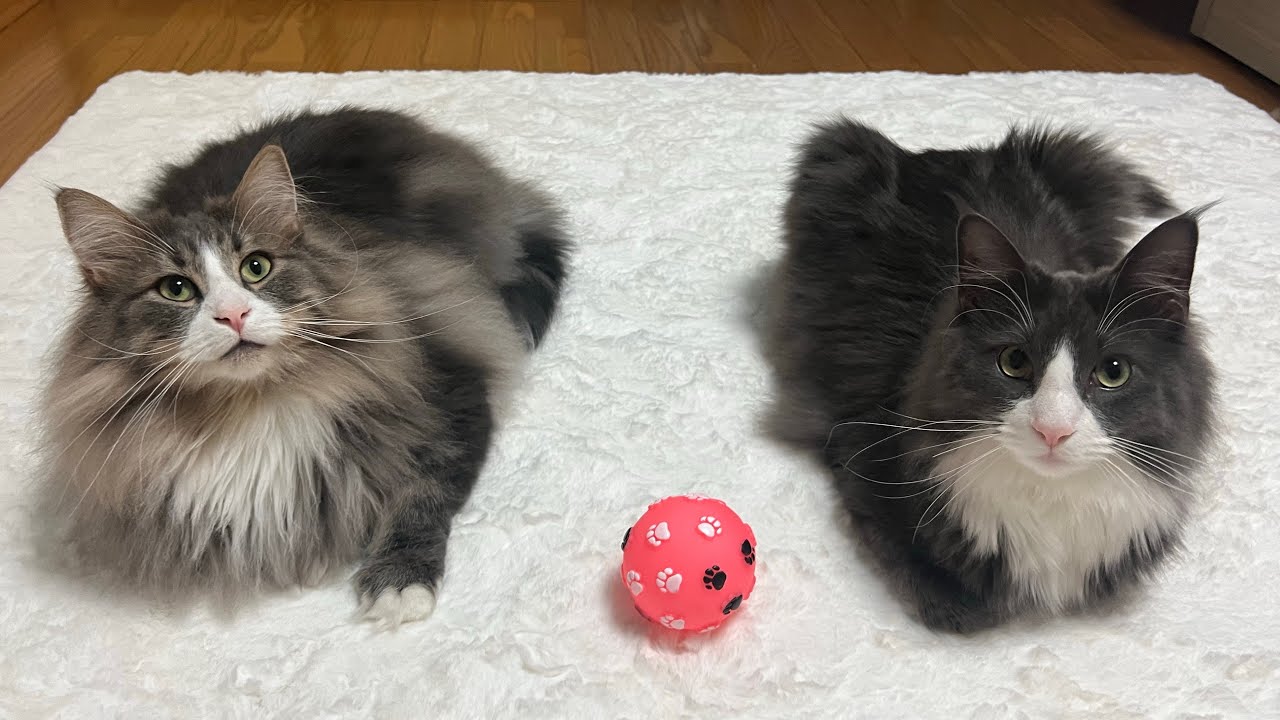 【チョンチョン】ばあばにもらったボールで遊びましょ♪ノルウェージャンフォレストキャットとターキッシュアンゴラ♡