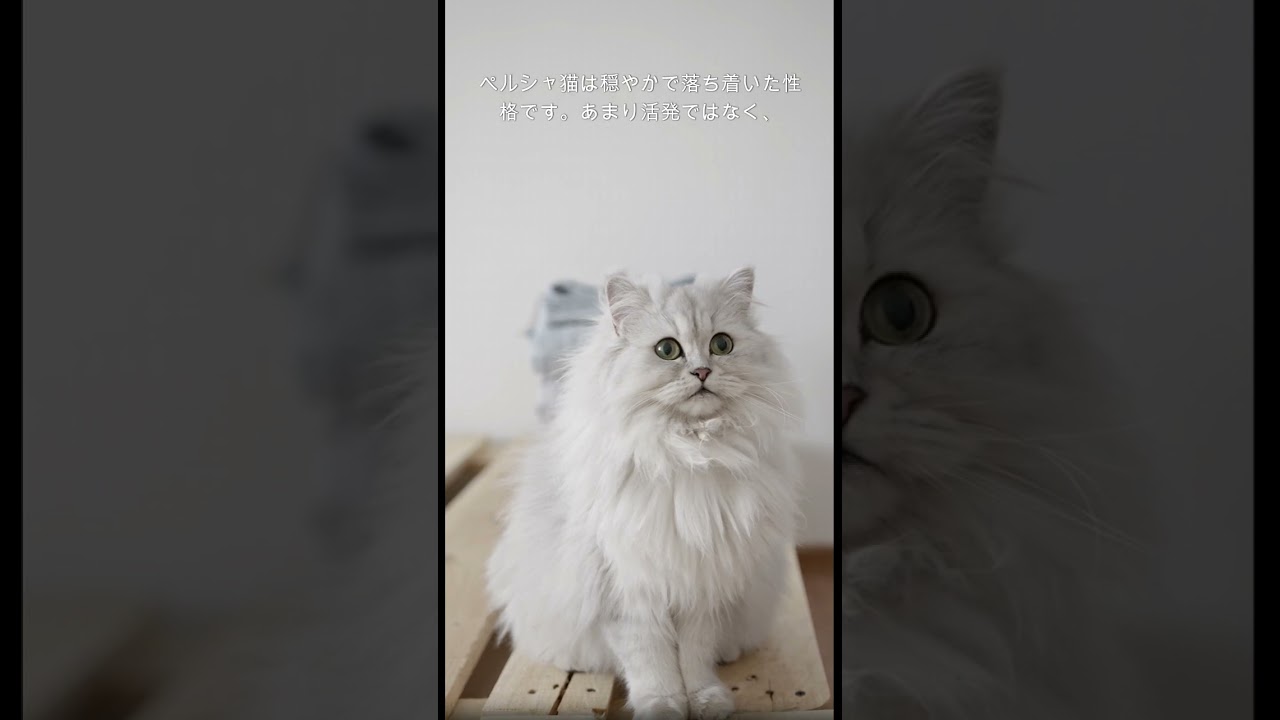 ペルシャ猫のかわいい雑学