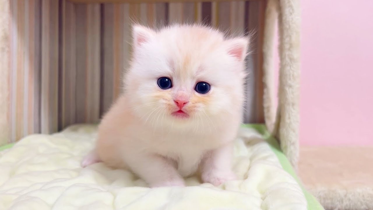 【マンチカンの子猫】何だその歩き方は!?という子猫の件 ～猫のいる生活Vol.1053～出産動画 マンチカン短足・ミヌエット・ペルシャ猫専門ブリーダー『ペット蔵人』【子猫の成長記録】