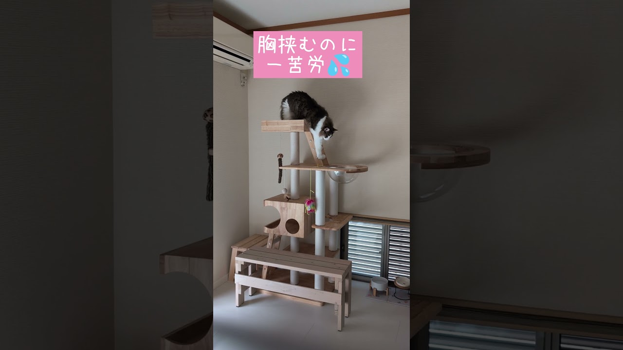 貧乳が乳がん検診受けるとこうなります【マンモグラフィ】#shorts #short #cat #健康診断 #検診 #がん検診