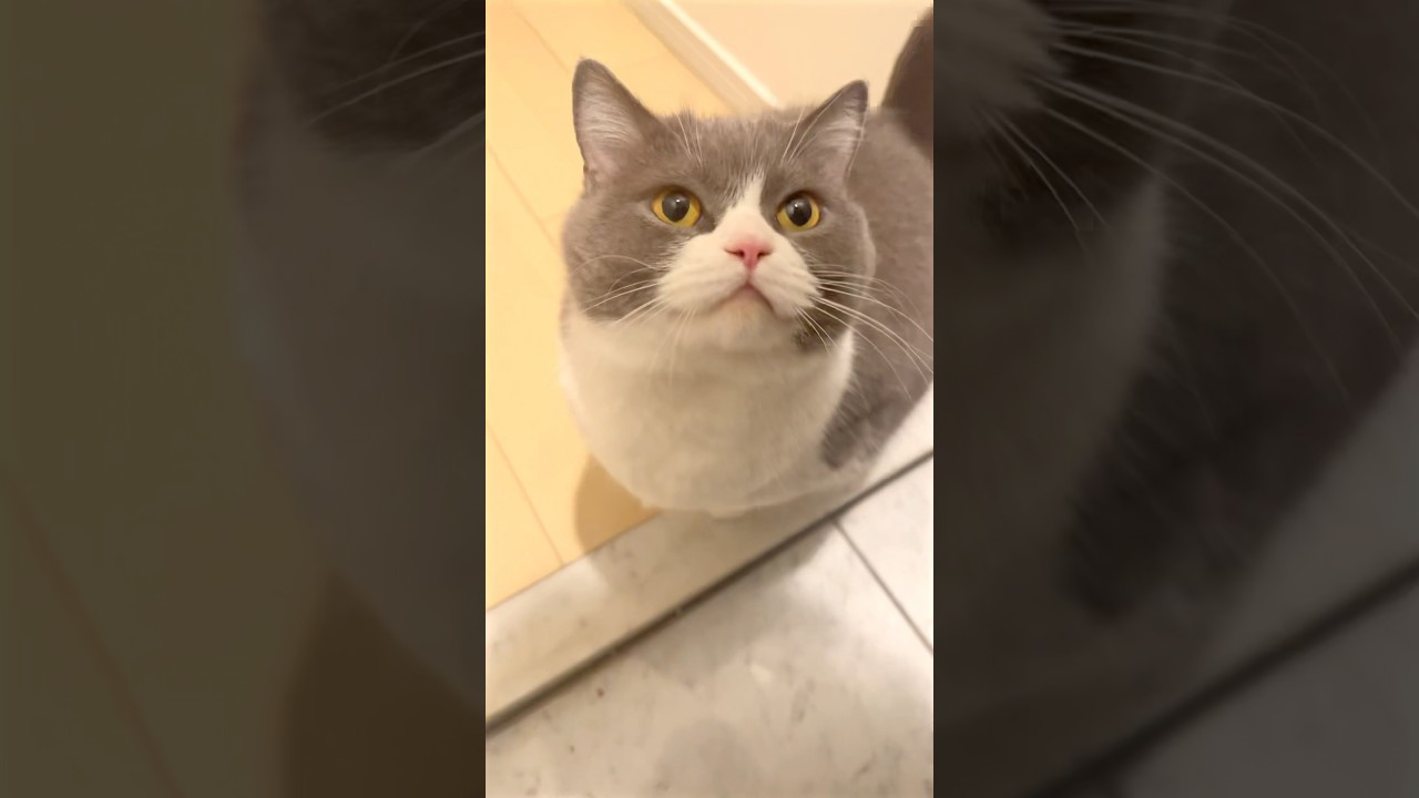 え、飛んだ？･*･:≡(　ε:) #猫 #cat #ブリテッシュショートヘアー #飛ぶ #お出迎え猫