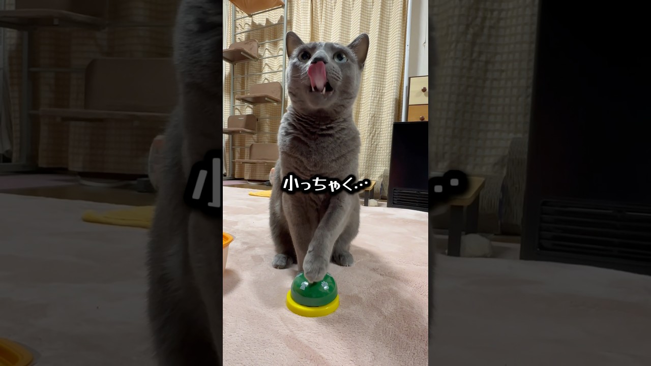 【ロシアンブルー】めろん〜小っちゃい声で🐶🤭【猫】#shorts