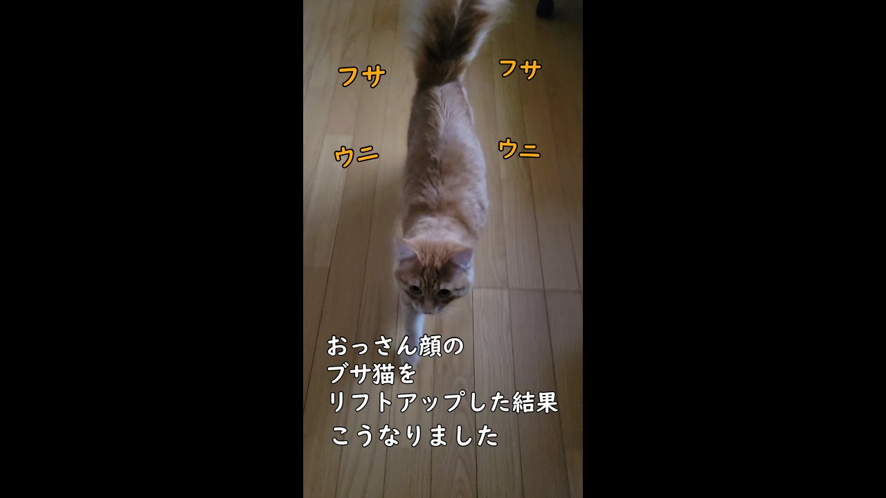 おっさん顔のブサ猫をリフトアップしてみた結果こうなりました #short #YouTubeshort