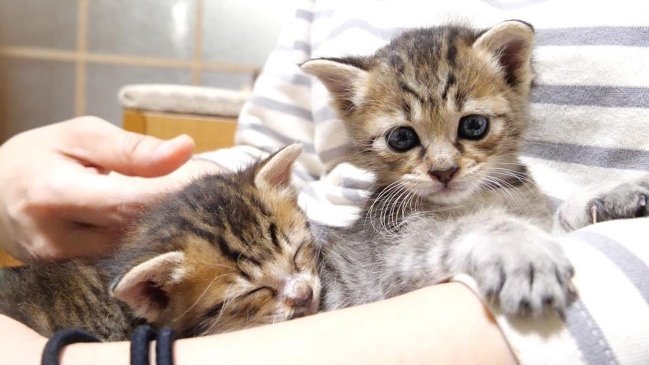 子猫達が「遊び疲れたからお膝貸して下さいね」と登って来ました【赤ちゃん猫　保護猫】