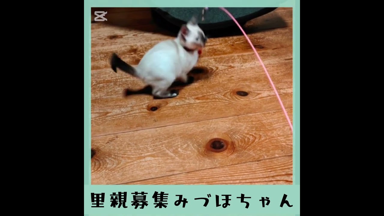 里親募集　シャムmixみづほちゃん