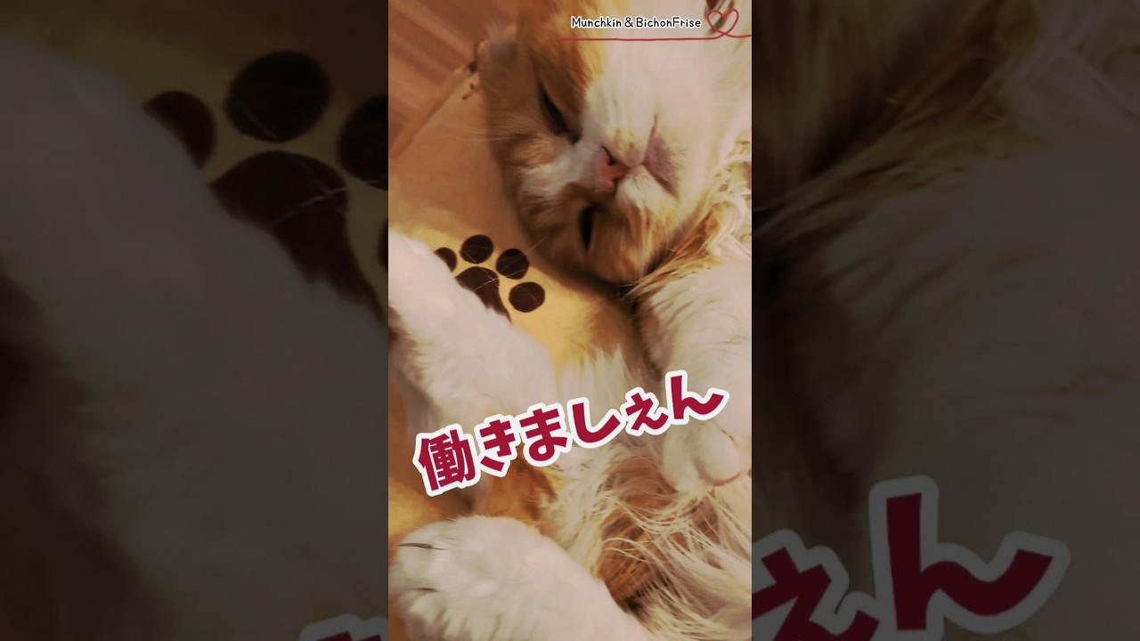 【マンチカン】猫は今日も働きましぇん 【犬と猫、両方飼ってると毎日かわいい♥】