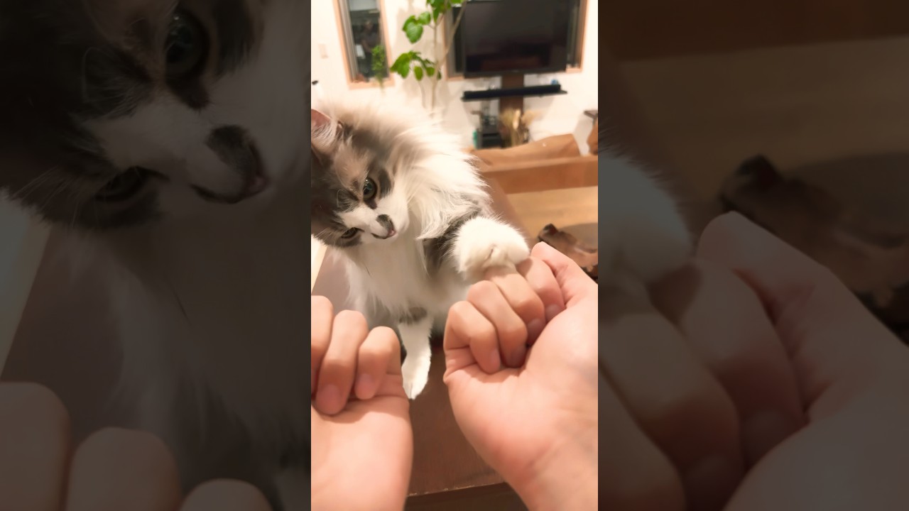 猫のマラタンフルチャレンジ🔥#猫 #ねこ #子猫 #cat #ラガマフィン #마라탕 #서이브 #탕후루 #마라탕후루 #ragamuffin #kitten #munchkin#マラタンフル