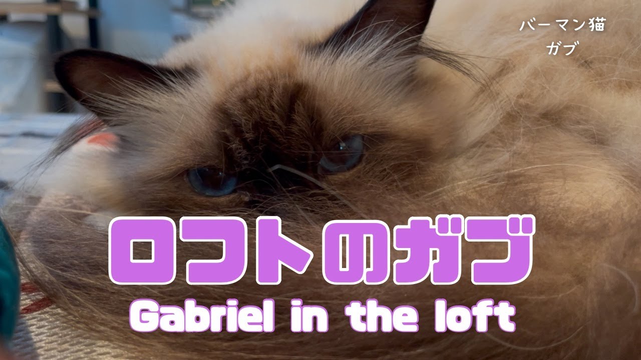 バーマン猫ガブ【ロフトのガブ】Gabriel in the loft（バーマン猫）Birman/Cat