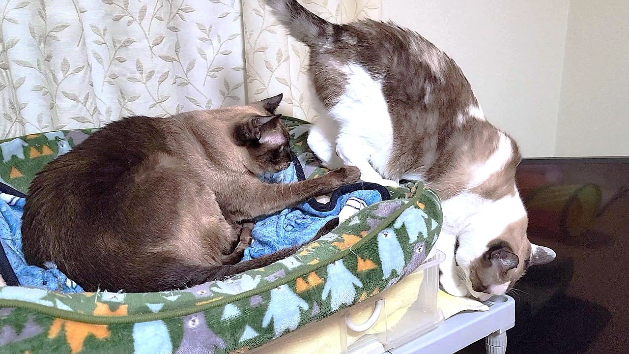 去って行くペポ🐈に「ここに居なさい」とシャム猫が引き止めた結果🤭