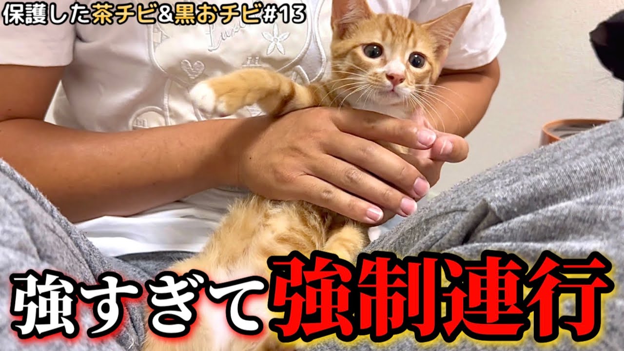 保護2日でデレデレになった子猫 実はとんでもない暴れん方でした。