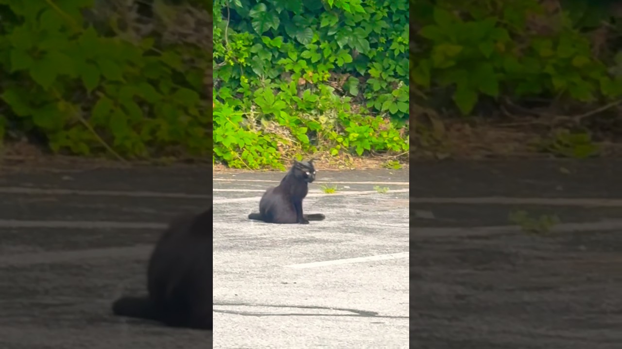 #shorts #cat #pets #cute #gatos