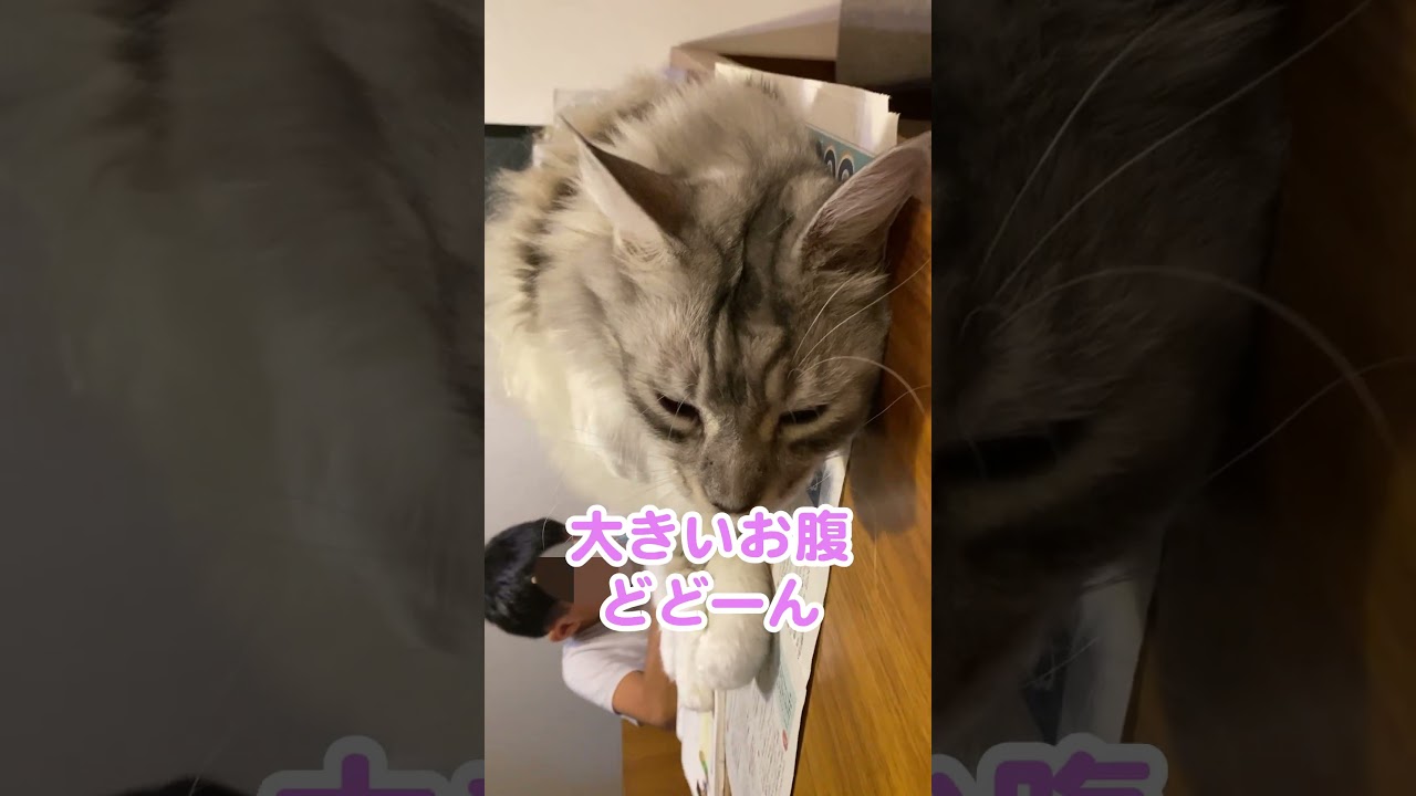 噛まれた！宿題を見守る大型猫#メインクーン#shorts