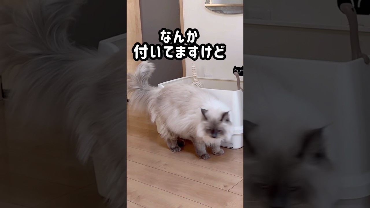 もふもふサイベリアンの猫たち