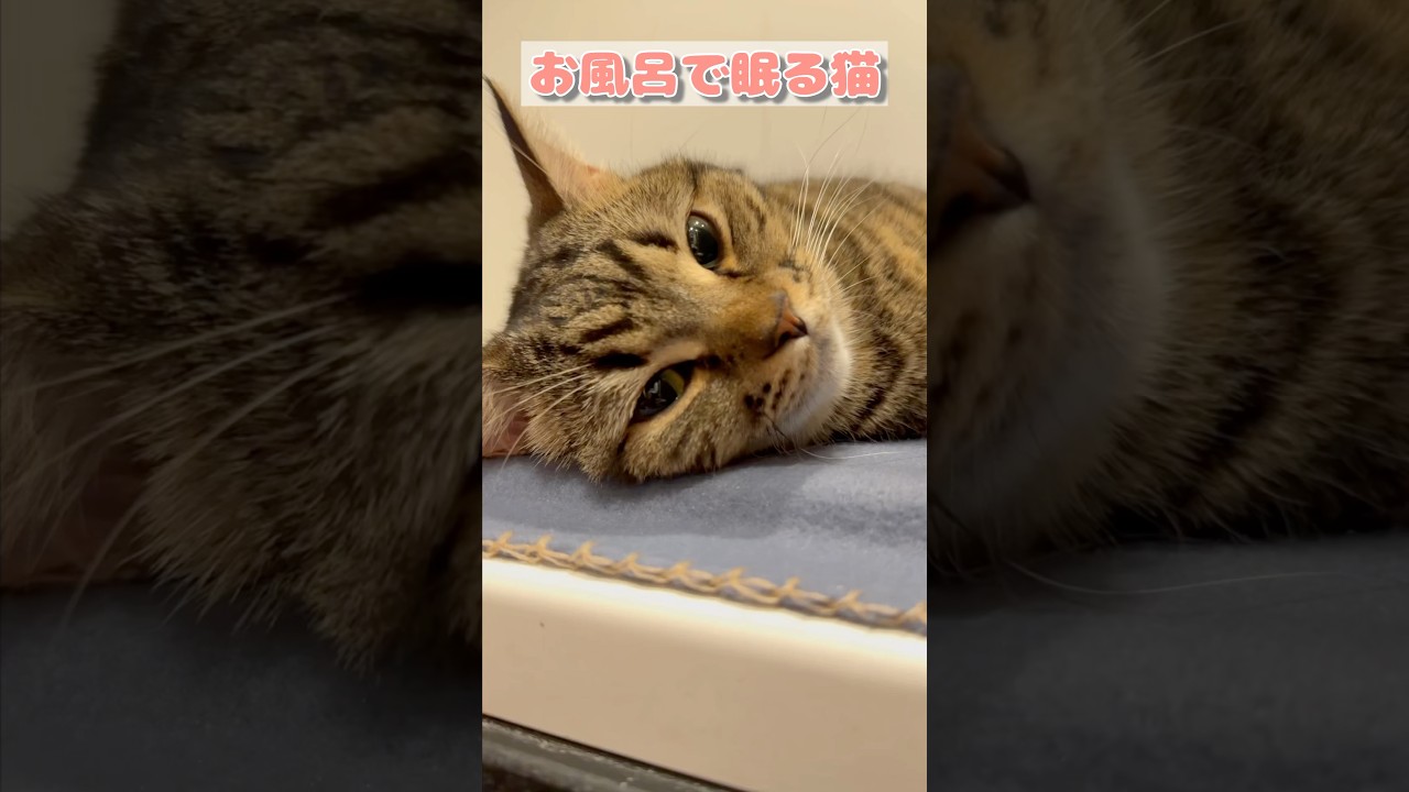 【猫動画】パパとお風呂で眠くなる猫が可愛すぎる #shorts