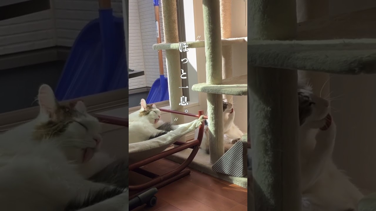 ほっと一息　#猫のいる暮らし #猫のいる生活 #norwegianforestcat #cats #cat #ノルウェージャンフォレストキャット #猫