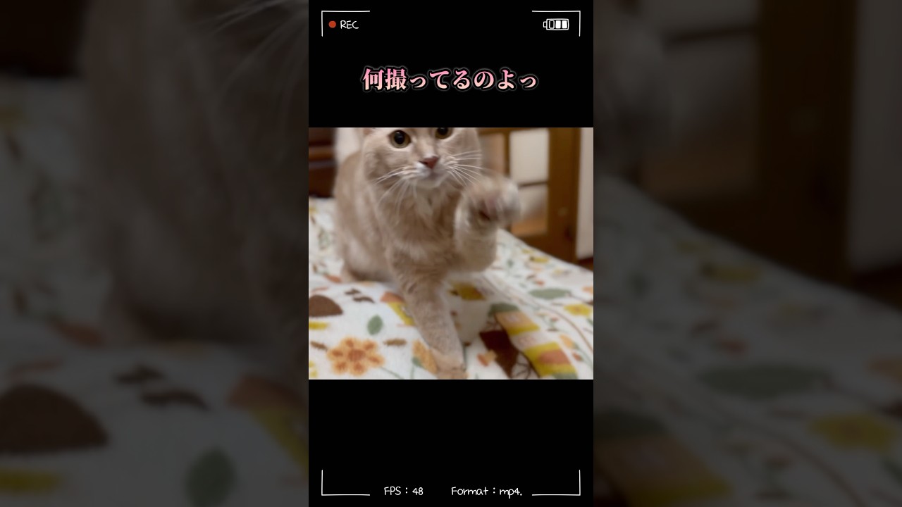 フミフミが止まらない #shorts #猫#ソマリ
