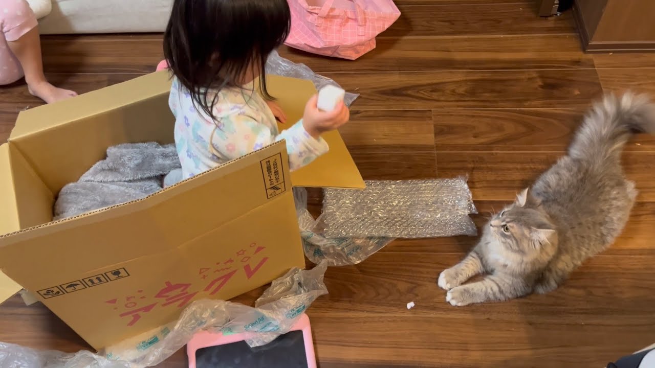 激落くんが好きすぎる猫　サイベリアン