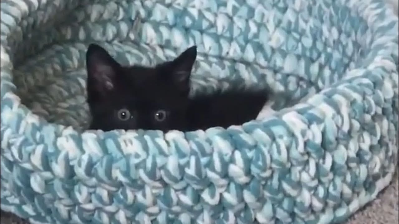 逆境を乗り越えたマンクスの子猫