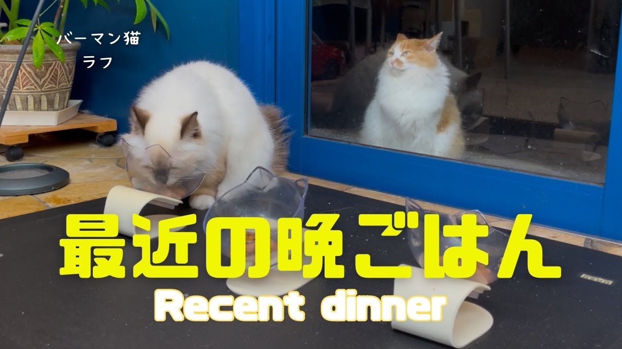 バーマン猫ラフ【最近の晩ごはん】Recent dinner（バーマン猫）Birman/Cat