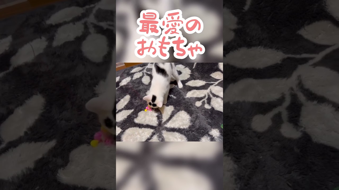 好きすぎてやめられない、猫のおもちゃおすすめ猫じゃらし