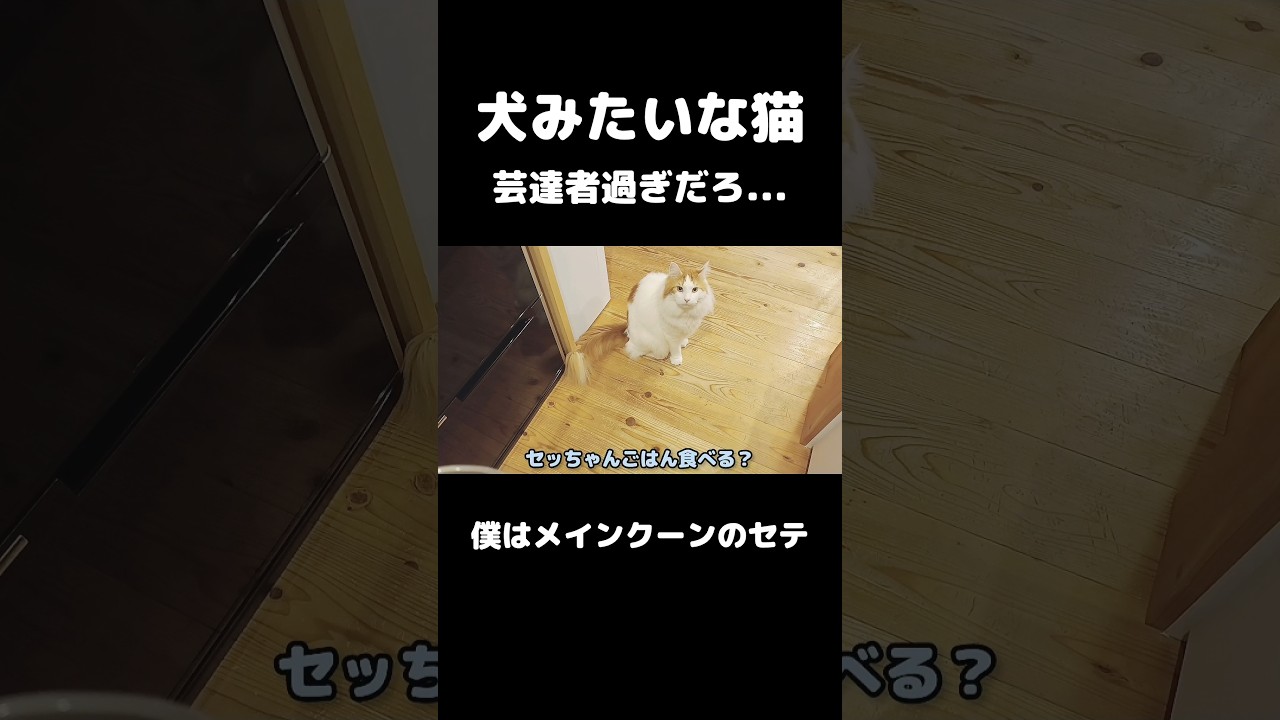 犬みたいな猫 #shorts #メインクーン #猫のいる生活 #cat #mainecoon