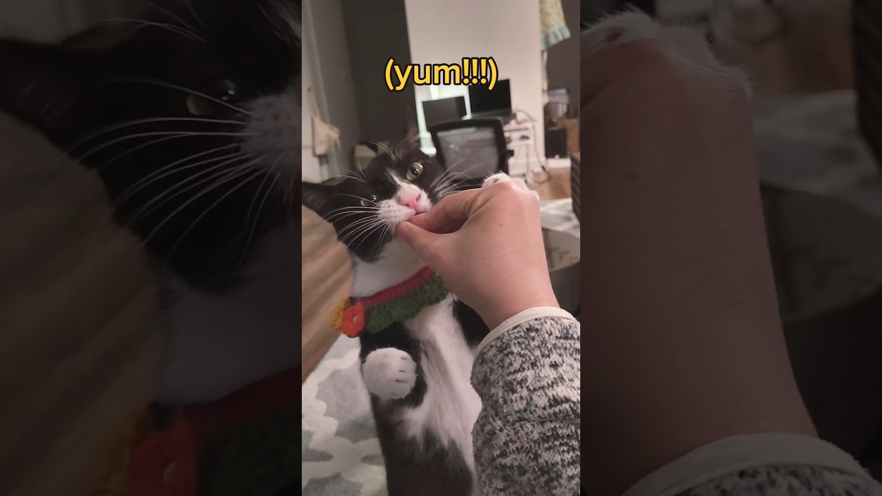 Me love 🦐 #tuxedocat #cattraining