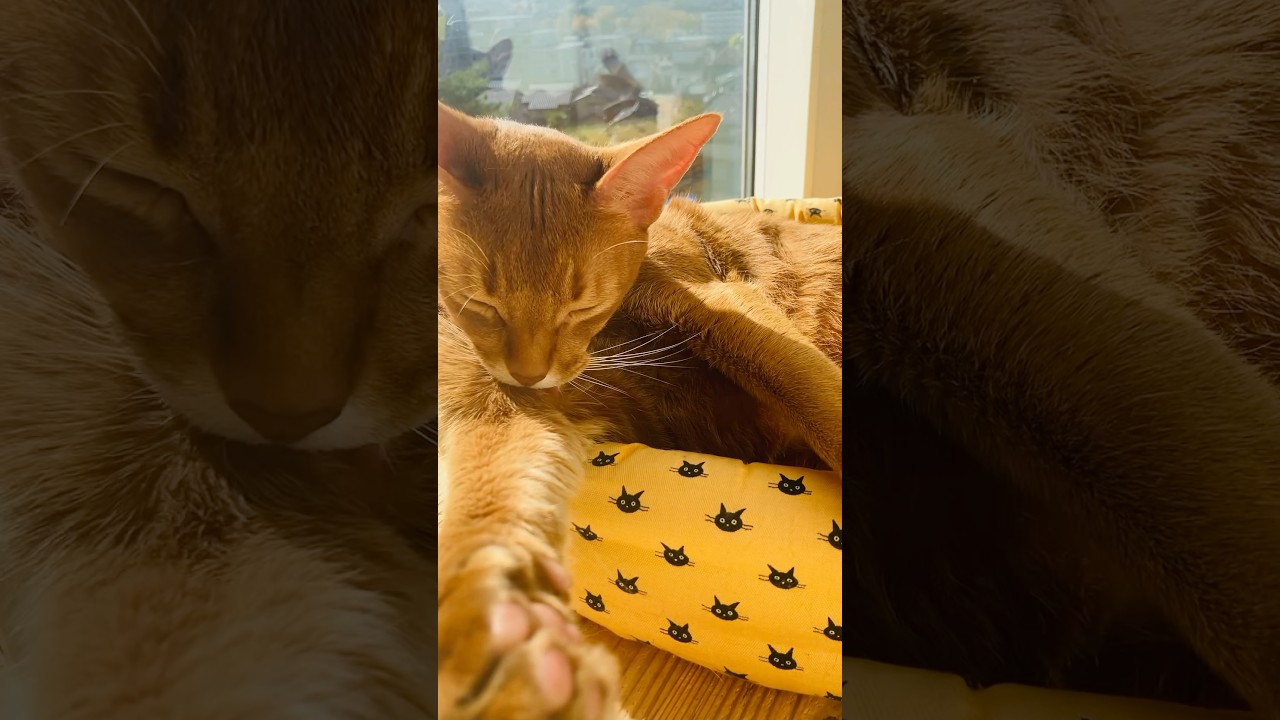 秋晴れ〜🍂🧶𓏲𓇢  #猫#こころ#アビシニアン#レッド#give#cat#abyssinian#red