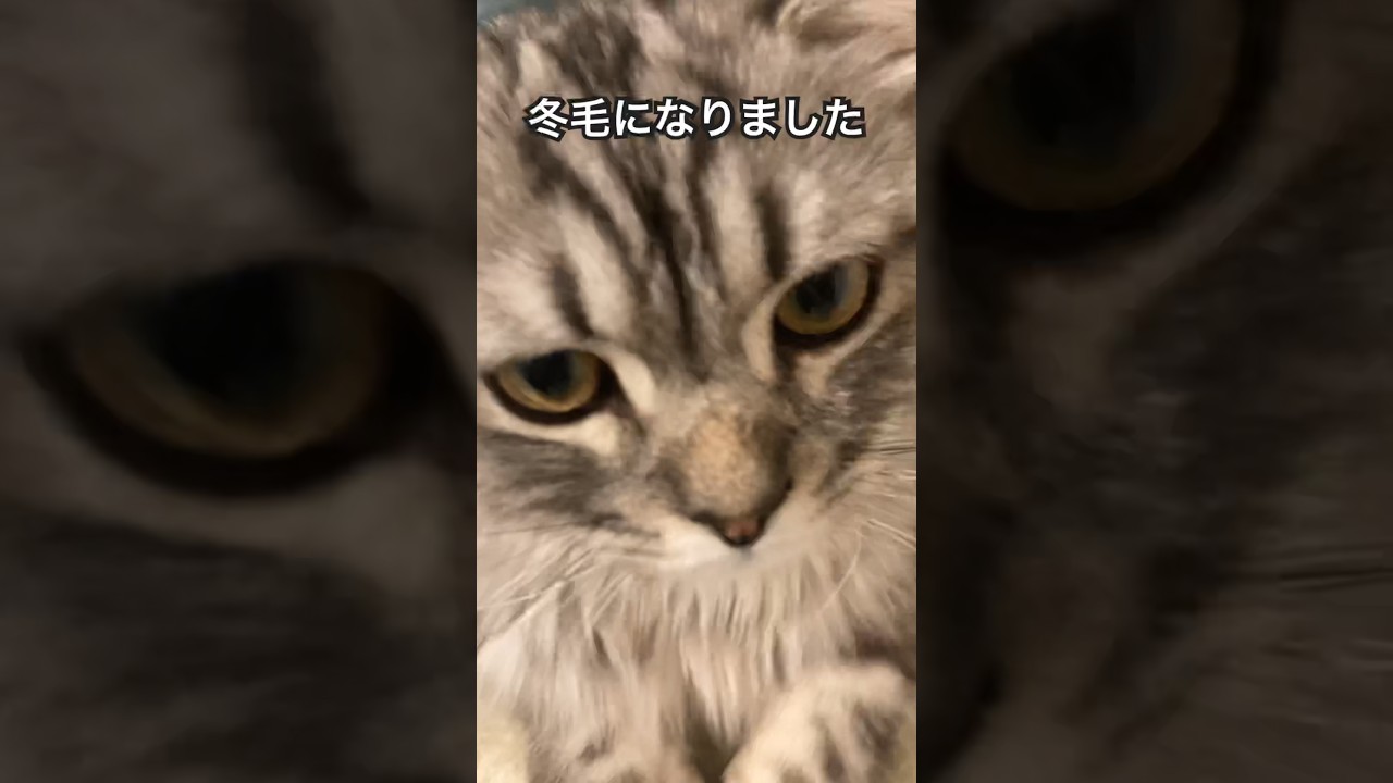 もふもふ、もふもふ #ラガマフィン #cat #猫 #ねこ #猫のいる暮らし #ペット #cute #冬