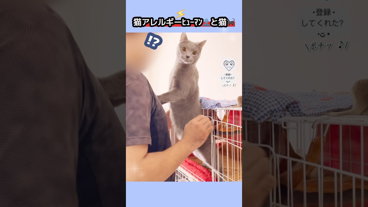 猫アレルギー、猫との触れ合い。 Cat Allergie human interact with cat.#猫 #cat #シャルトリュー #chartreux #猫ショート #catshort