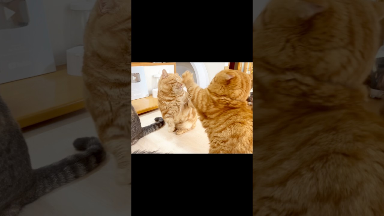 パパ猫と息子のけんかにまさかの珍客乱入！ #猫 #マンチカン #shorts