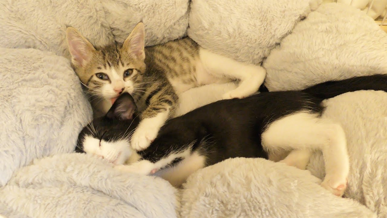 ２週間ぶりに再会した兄弟子猫！お兄ちゃんのことが大好きすぎて弟子猫がこうなっちゃいました♡