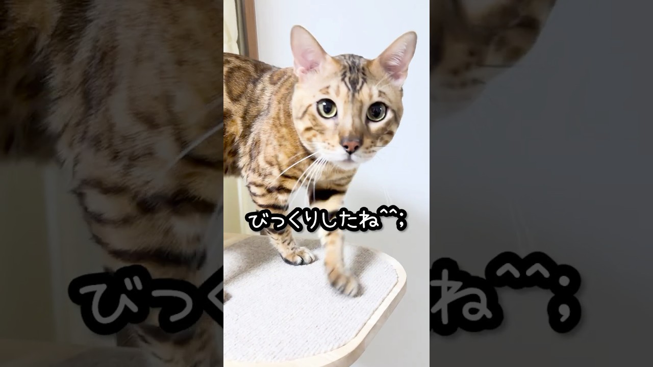 すごい音がしたので見にいったら・・・  #ベンガル猫