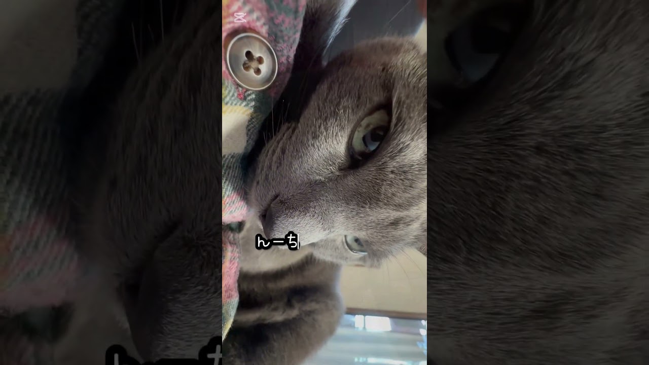 【ロシアンブルー】10歳めろん〜甘えん坊モード全開です🤭【猫】#shorts
