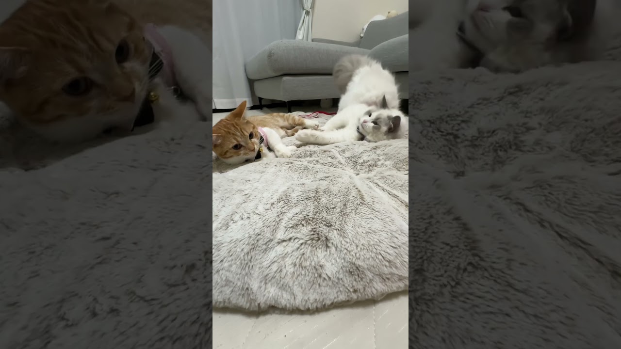 猫にハーネスをつけてみたら…😅#猫 #cat #ラグドール #マンチカン#ペット #多頭飼い #shorts