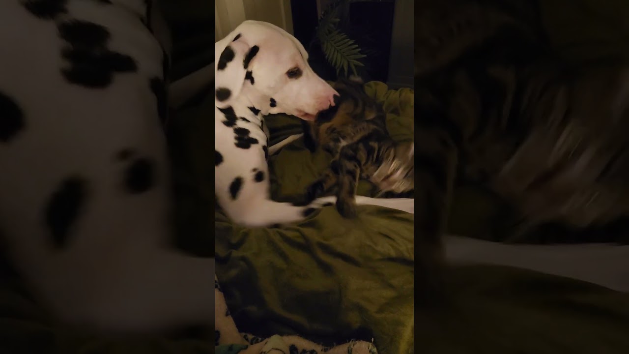 Manx Kitten Playing with Dalmation