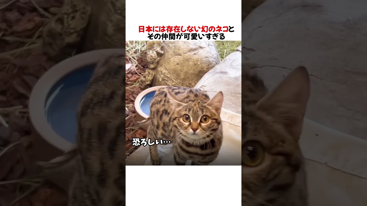 日本には存在しない幻のネコとその仲間が可愛いすぎる