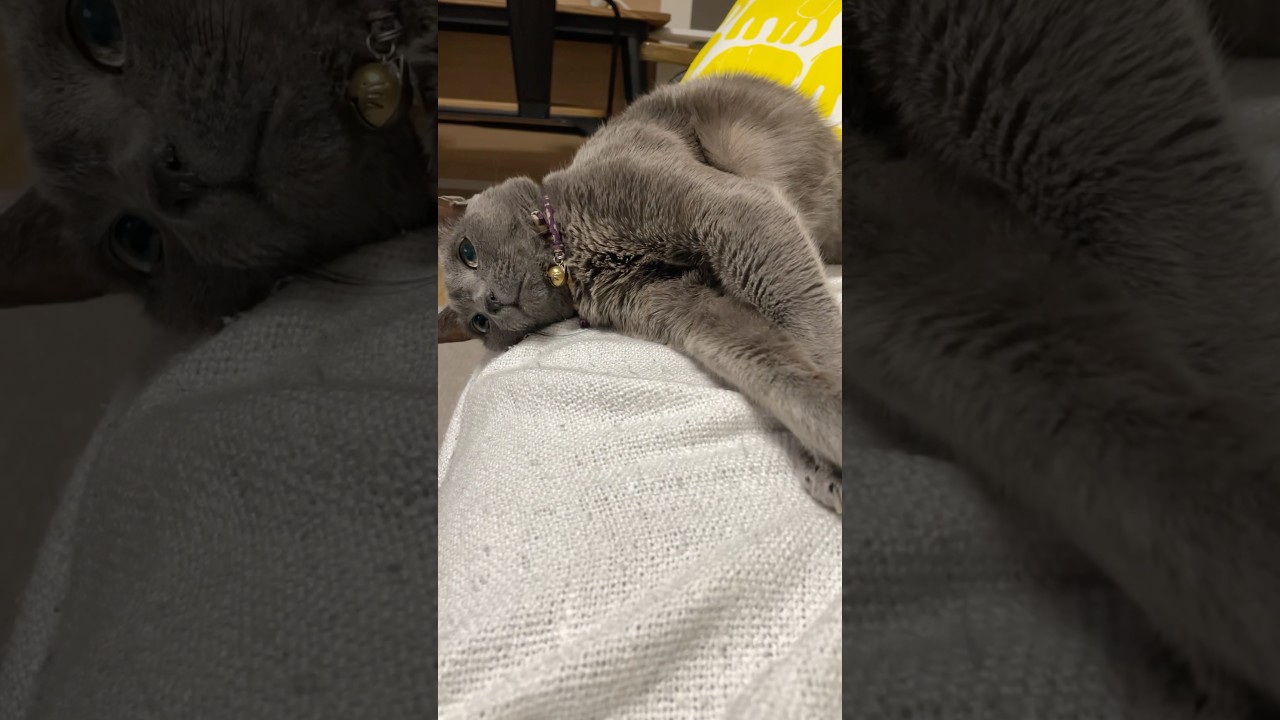 落っこちちゃうよ_20241120 #shorts #cat #ロシアンブルー #猫