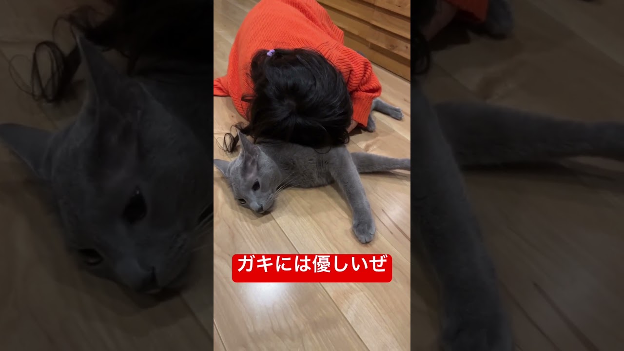 妹相手には優しい猫#ロシアンブルー #猫