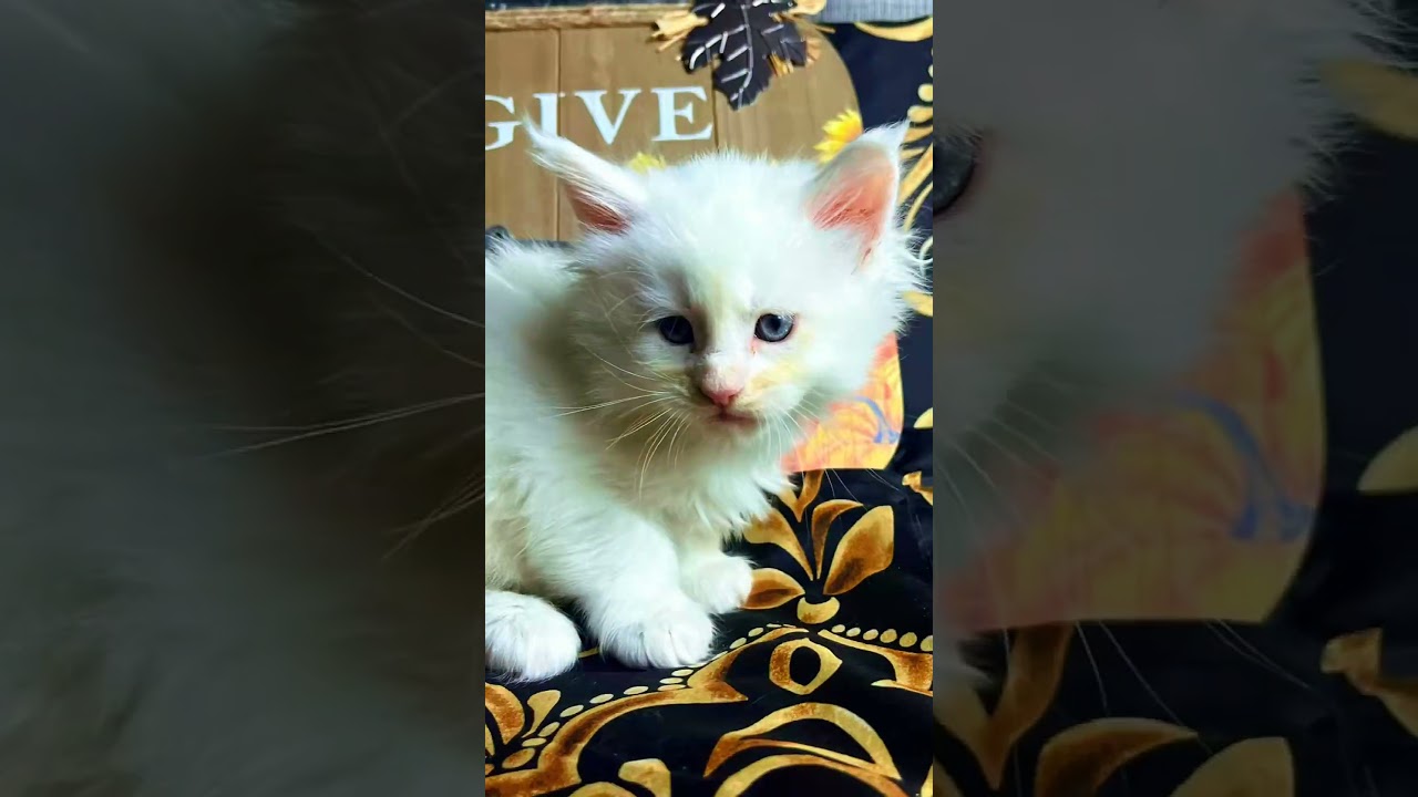 HOLD UP!!  HOLD UP!! Chinchilla Cream Maine Coon Boy