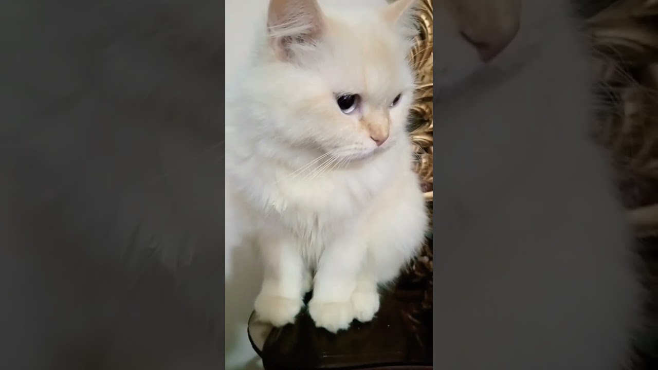 The Cutest Cat Ever! 🥰 #cat #cats #cute #kitty #kitten #shorts #pets #meow heroes 😍