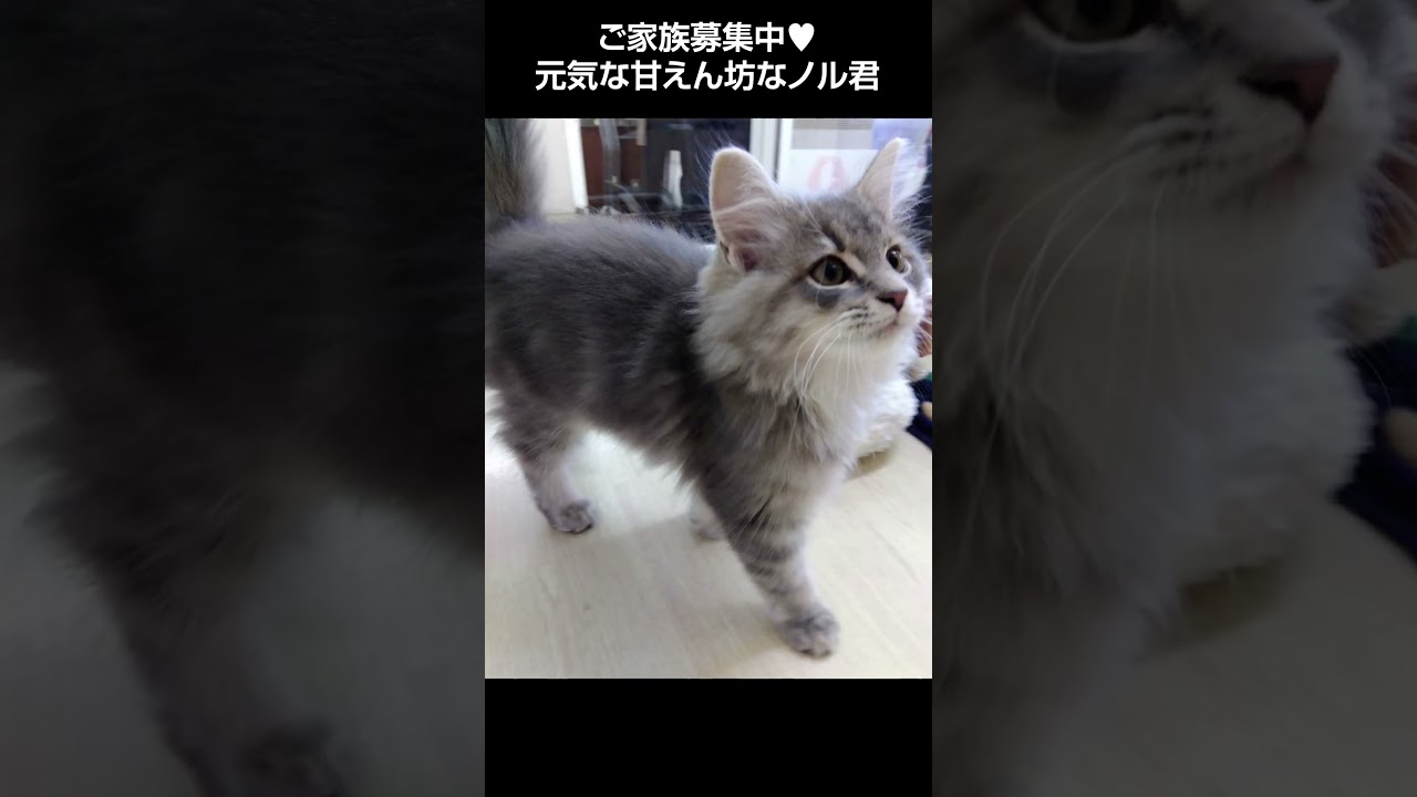 元気な甘えん坊なノルウェージャンフォレストキャット😺【横浜ペットショップ ベルドック】#shorts #猫動画 #猫のいる暮らし