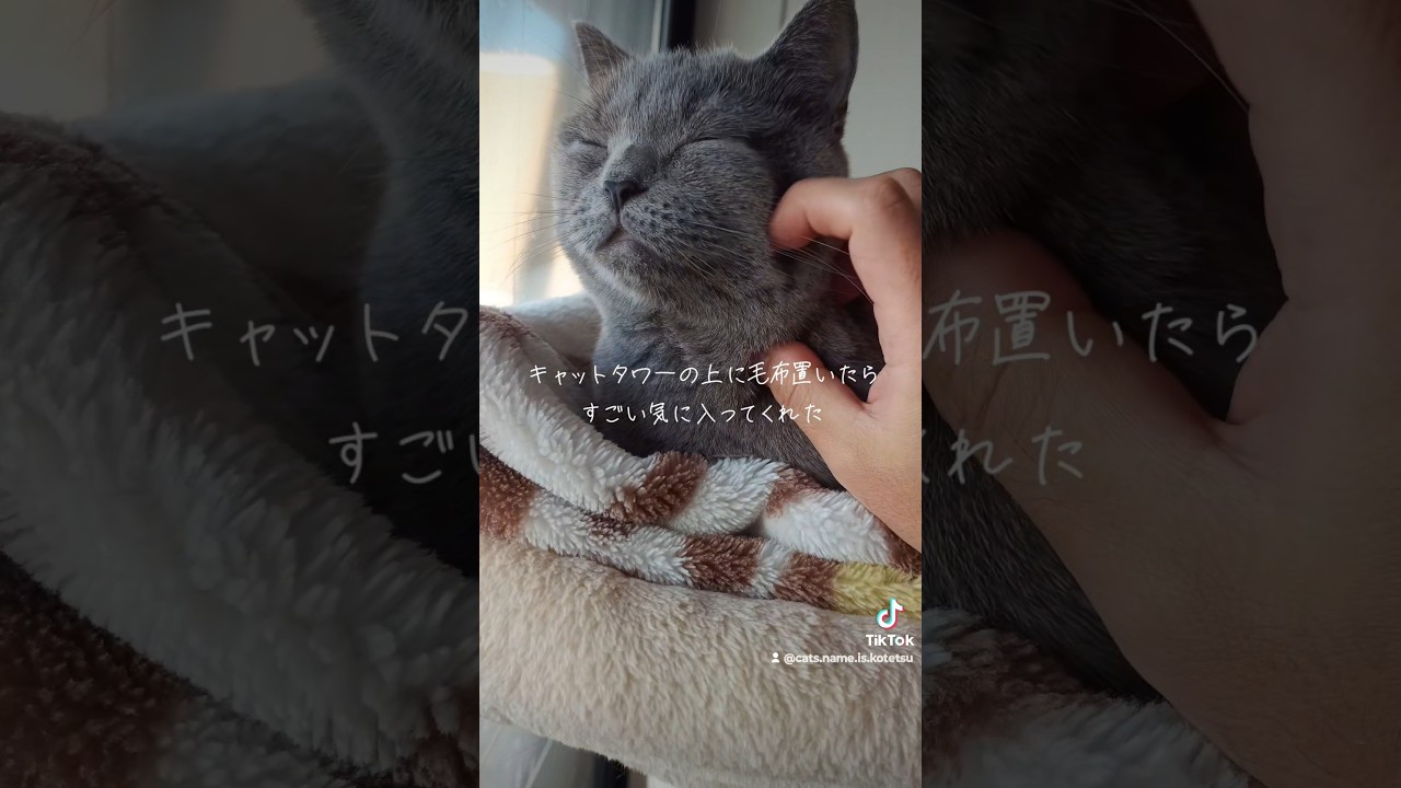 猫も寒い(the cat is cold too)