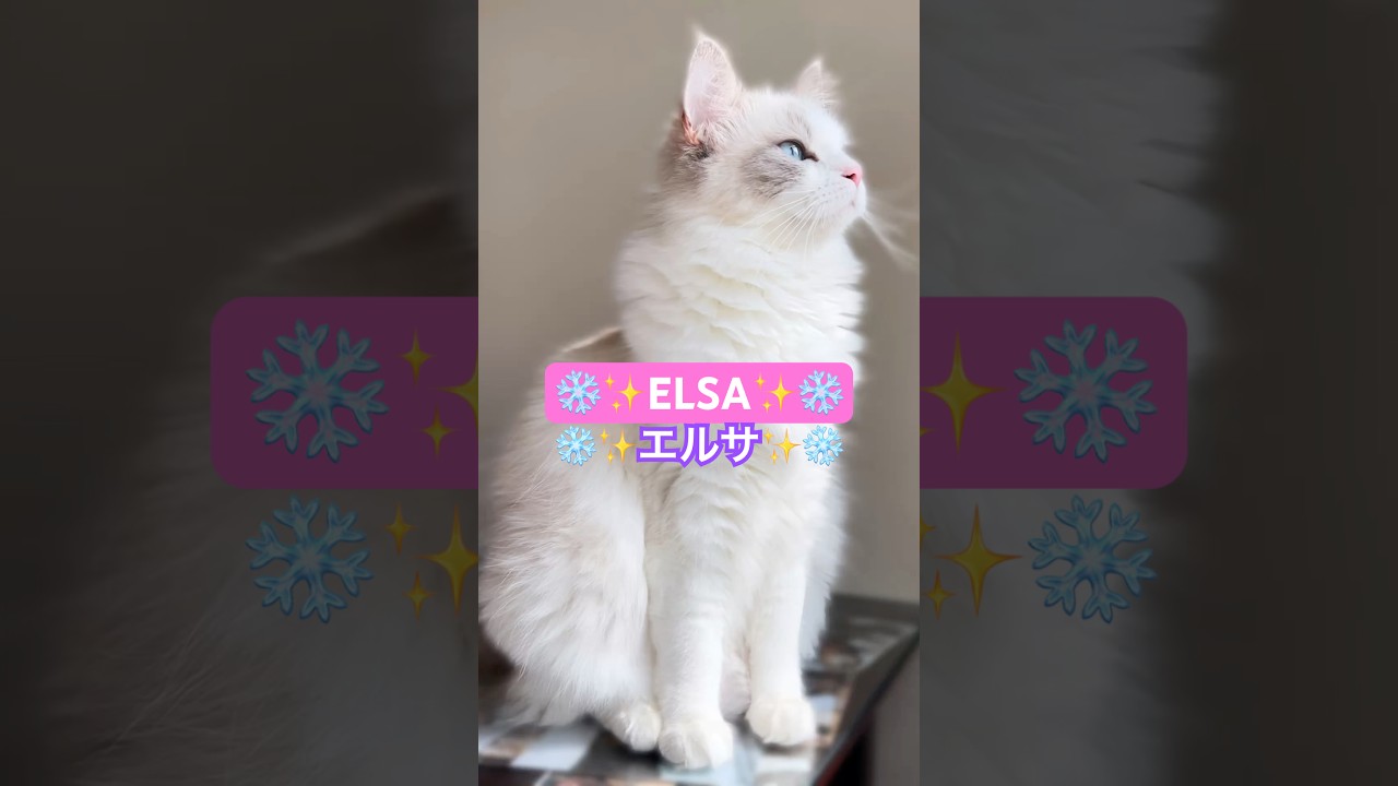 ❄️ラグドール猫エルサのレット・イット・ゴ〜♪ #shorts #エルサ #ラグドール