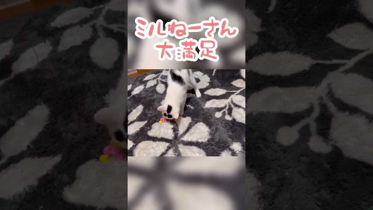 大好きやおもちゃに大満足、猫のおすすめおもちゃ