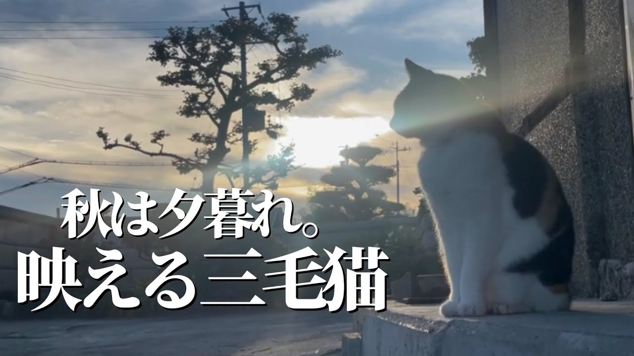 秋の夕暮れ、秋の空気感を楽しむ猫が癒し空間を作っていました。